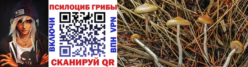 Галлюциногенные грибы Psilocybine cubensis  Малоярославец 