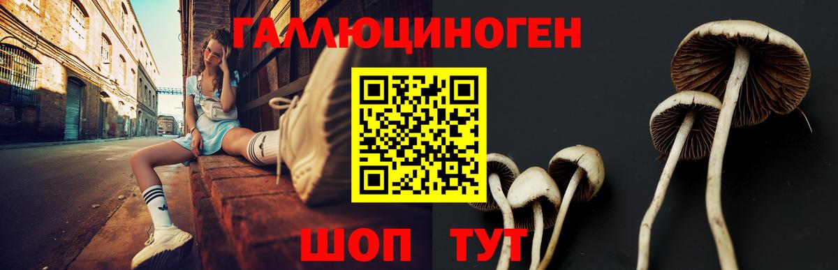 Галлюциногенные грибы Psilocybe Малоярославец